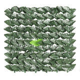 nbr siepe sempreverde lauro 150x300m ean 9972016279026