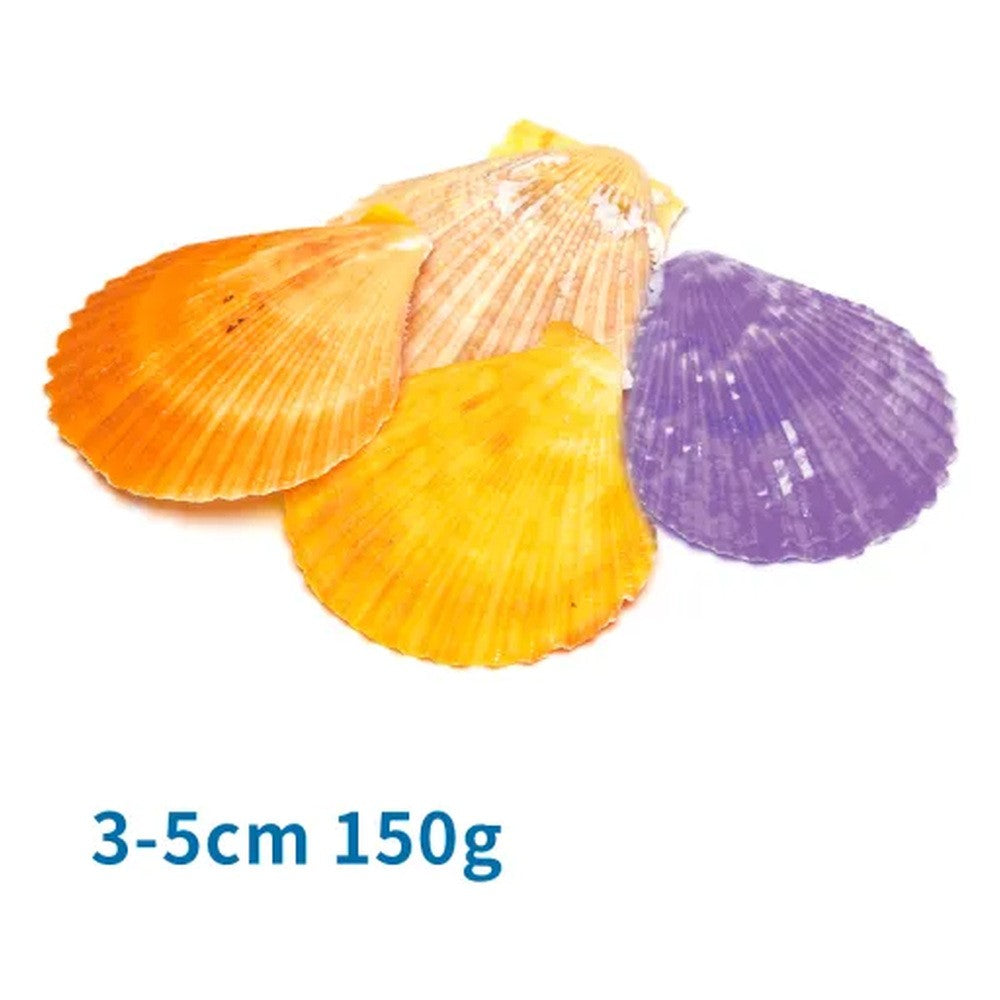 nobleza conchiglie di capesante colorate per acquari nobleza ean 8719138182213