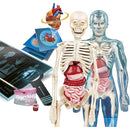 immagine-2-clementoni-anatomia-super-gioco-scientifico-clementoni-19299-ean-8005125192991