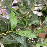 Pianta Artificiale Di Ulivo  150 Cm