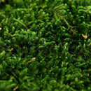 immagine-1-papa-noel-muschio-naturale-per-presepe-40gr-ean-8015672910214