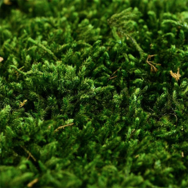 immagine-1-papa-noel-muschio-naturale-per-presepe-40gr-ean-8015672910214